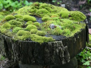 冰原守卫者的秘密：青苔的多重保护作用探索