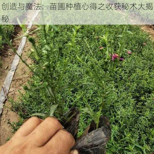 创造与魔法：苗圃种植心得之收获秘术大揭秘