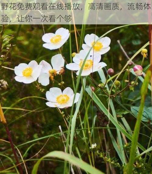 野花免费观看在线播放，高清画质，流畅体验，让你一次看个够