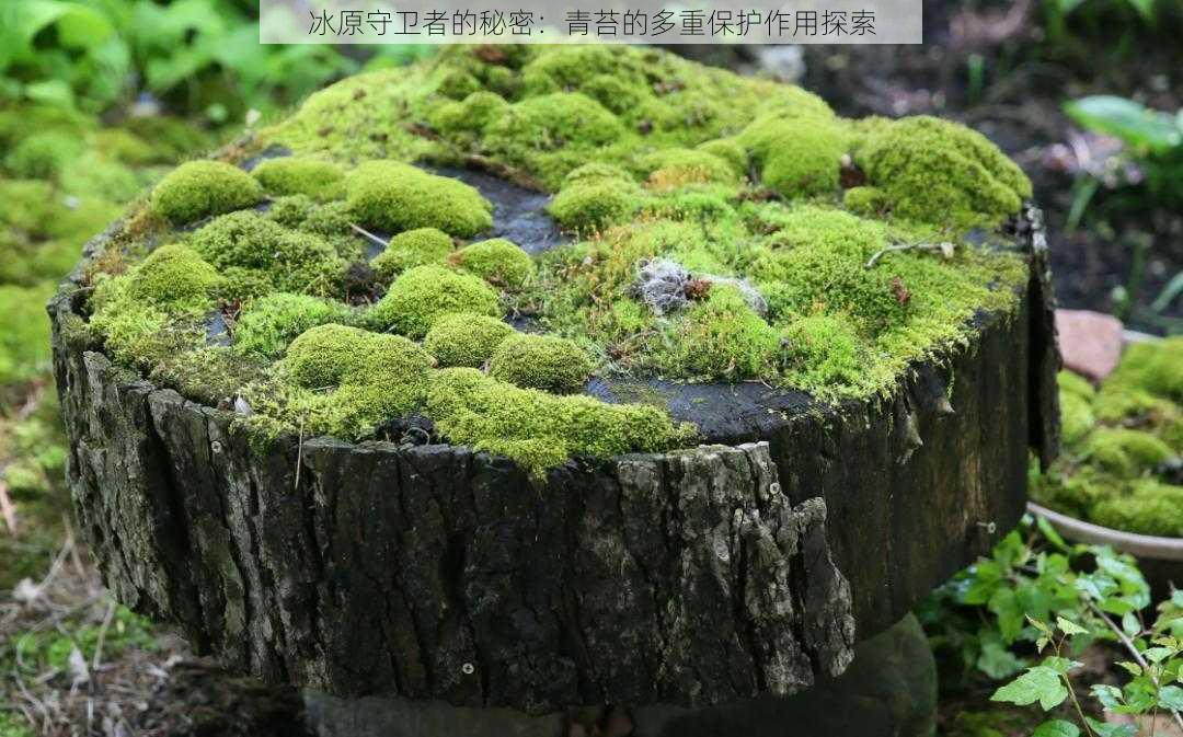 冰原守卫者的秘密：青苔的多重保护作用探索